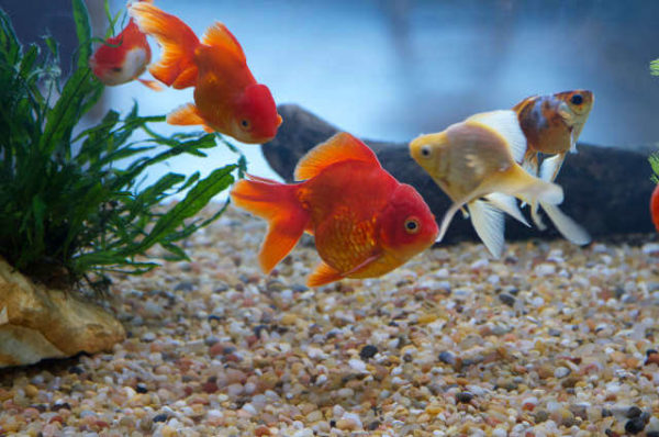 Japon Balığı Akvaryumu Kurulumu ve Bakımı | evcil hayvan market