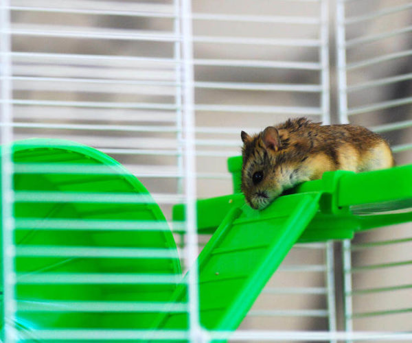 Hamster kafesi nasıl olur evcil hayvan market