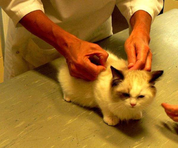 Kedilerde Yapılması Gereken Aşılar evcil hayvan market